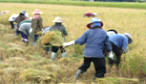 [jpeg image of header-workers in field]